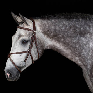Bridle with mexican noseband